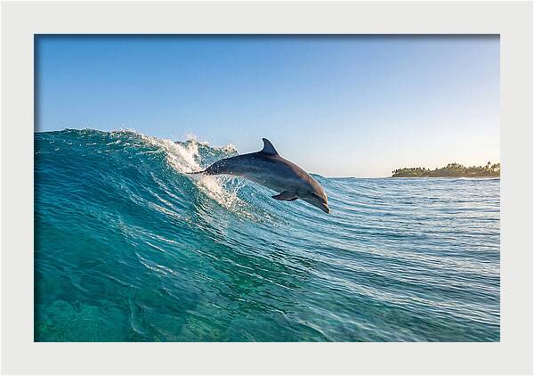 Dolphin Surfing The Wave