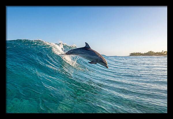 Dolphin Surfing The Wave