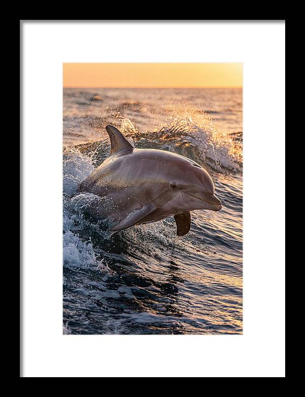 Dolphin Surfing The Waves