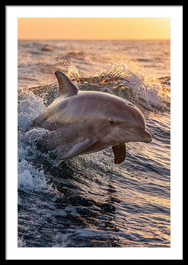 Dolphin Surfing The Waves