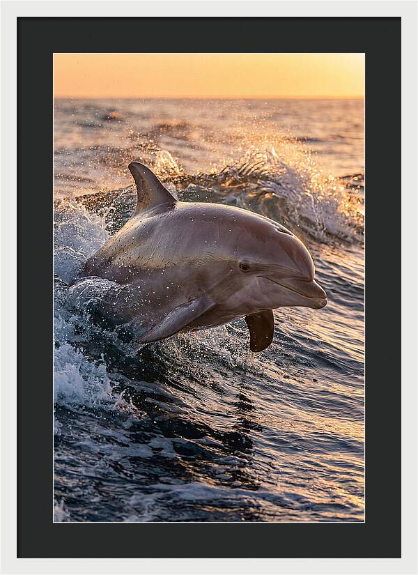 Dolphin Surfing The Waves