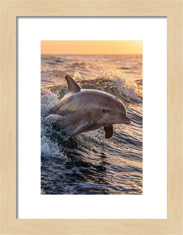 Dolphin Surfing The Waves