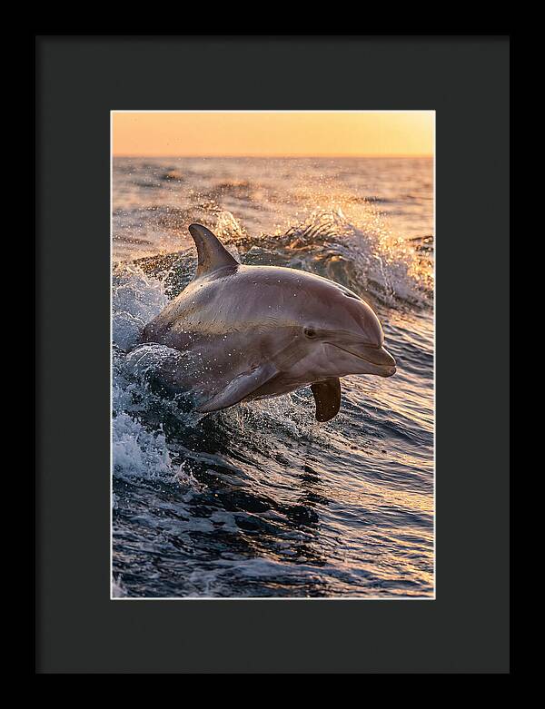 Dolphin Surfing The Waves