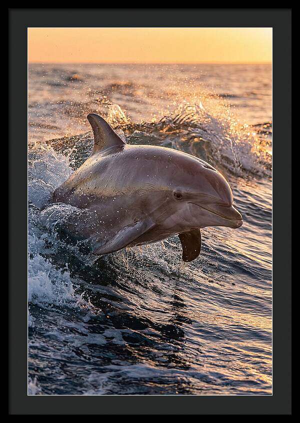 Dolphin Surfing The Waves