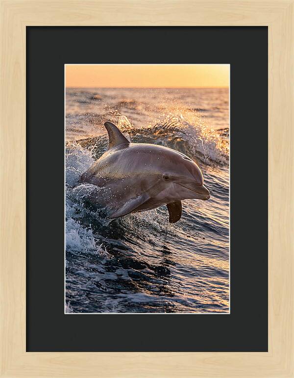 Dolphin Surfing The Waves