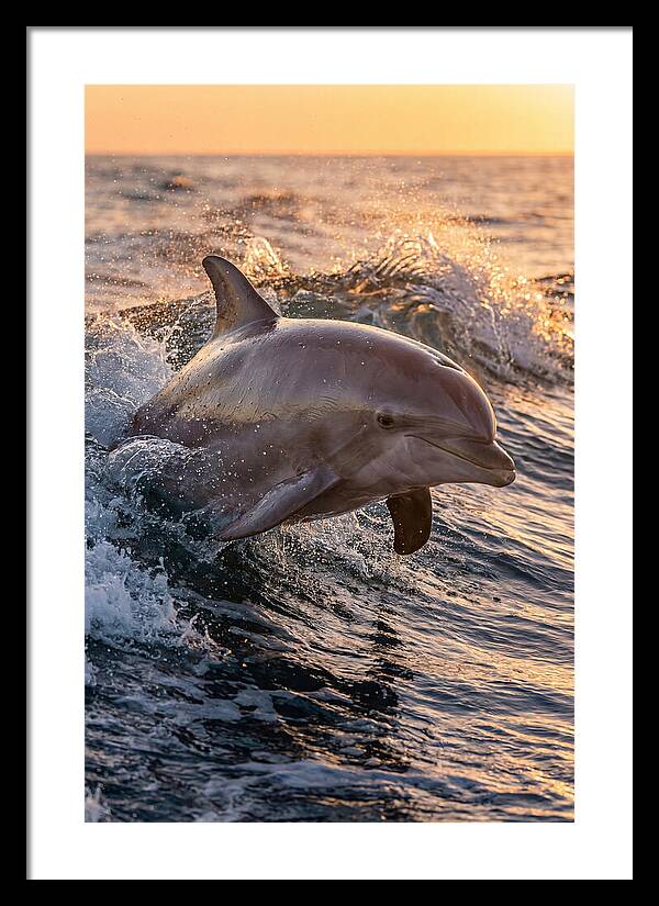 Dolphin Surfing The Waves
