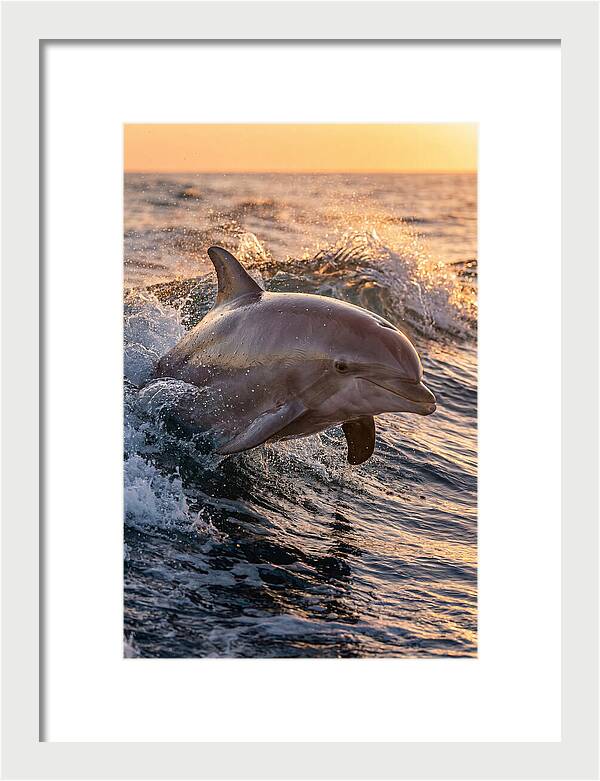 Dolphin Surfing The Waves