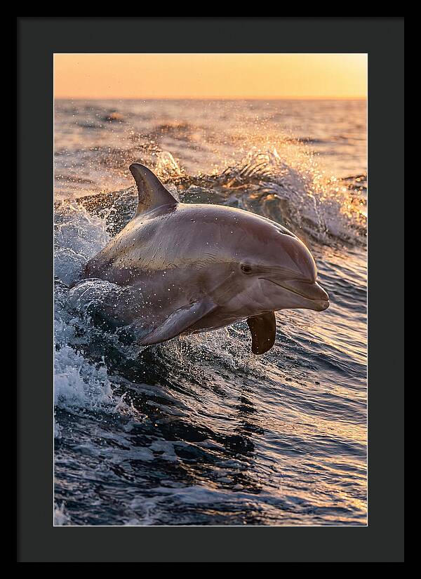 Dolphin Surfing The Waves