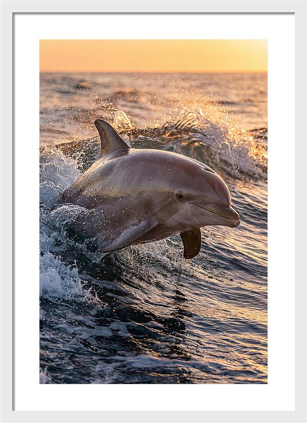 Dolphin Surfing The Waves
