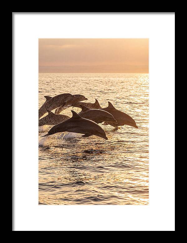 Dolphins Dancing At Sunset