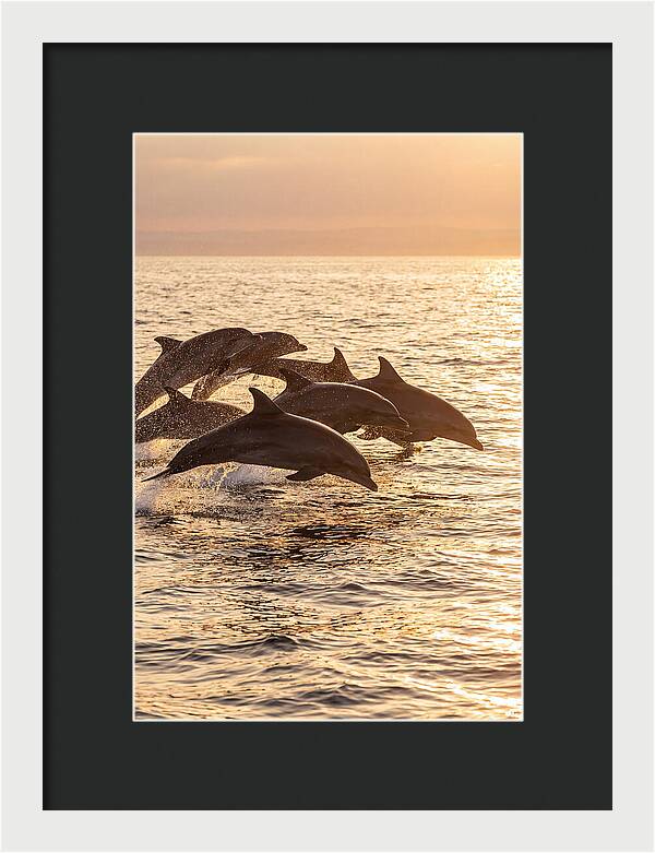 Dolphins Dancing At Sunset