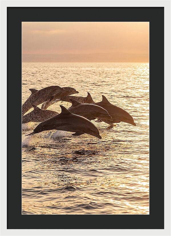 Dolphins Dancing At Sunset