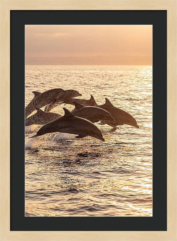 Dolphins Dancing At Sunset