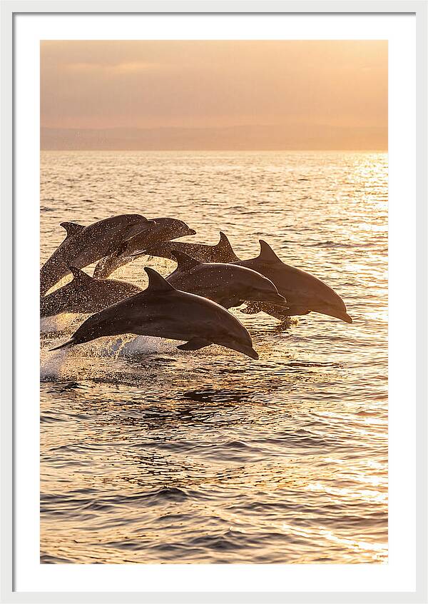 Dolphins Dancing At Sunset