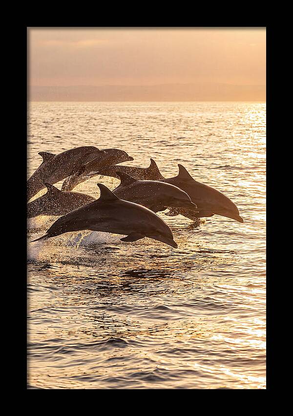 Dolphins Dancing At Sunset