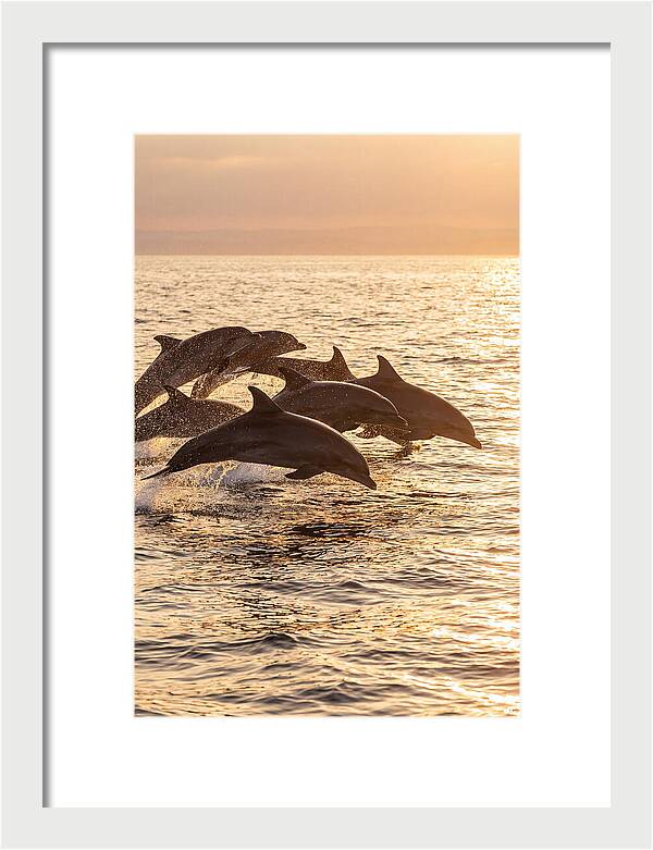 Dolphins Dancing At Sunset