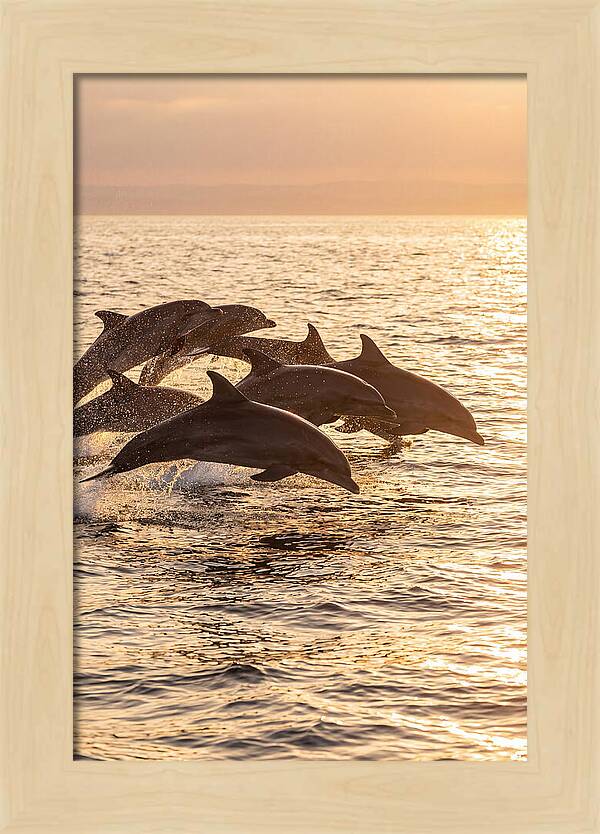 Dolphins Dancing At Sunset