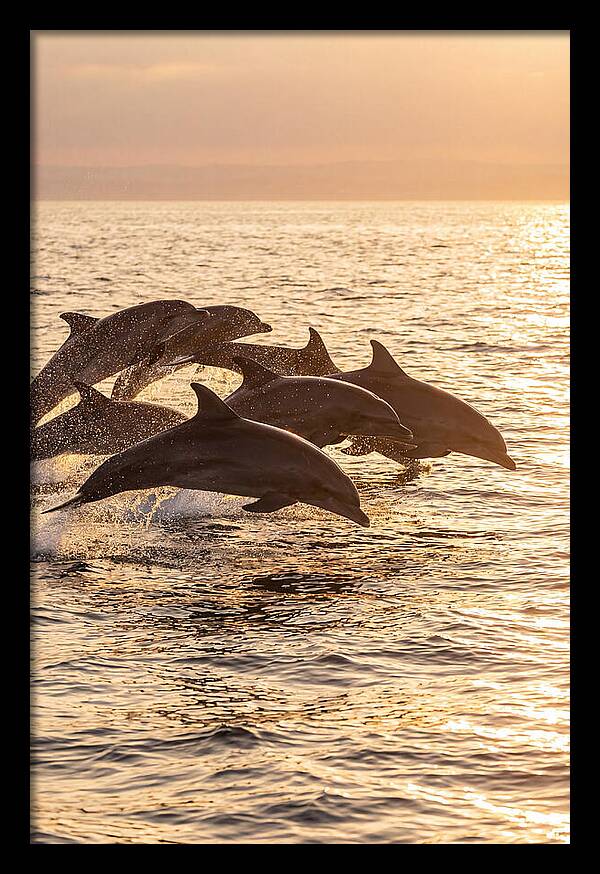 Dolphins Dancing At Sunset