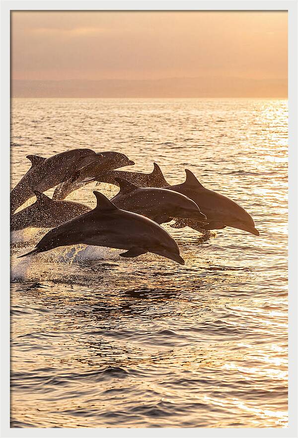 Dolphins Dancing At Sunset