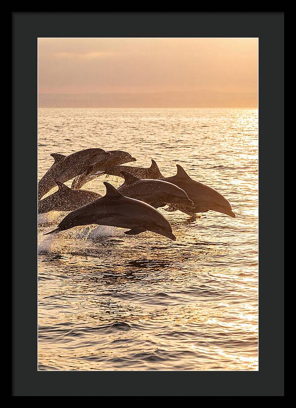 Dolphins Dancing At Sunset