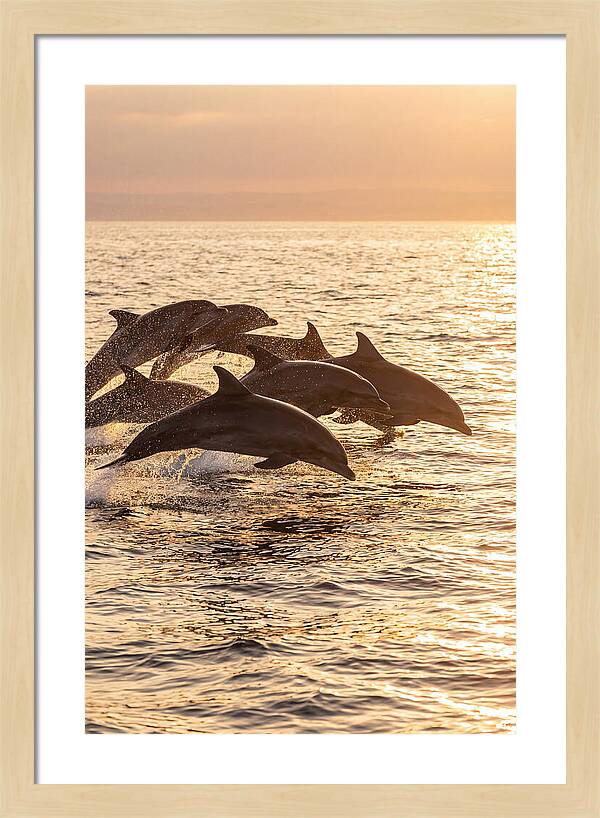 Dolphins Dancing At Sunset