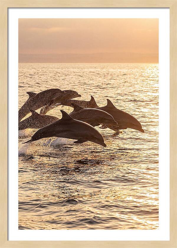 Dolphins Dancing At Sunset
