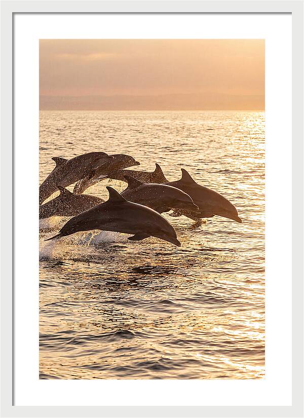 Dolphins Dancing At Sunset