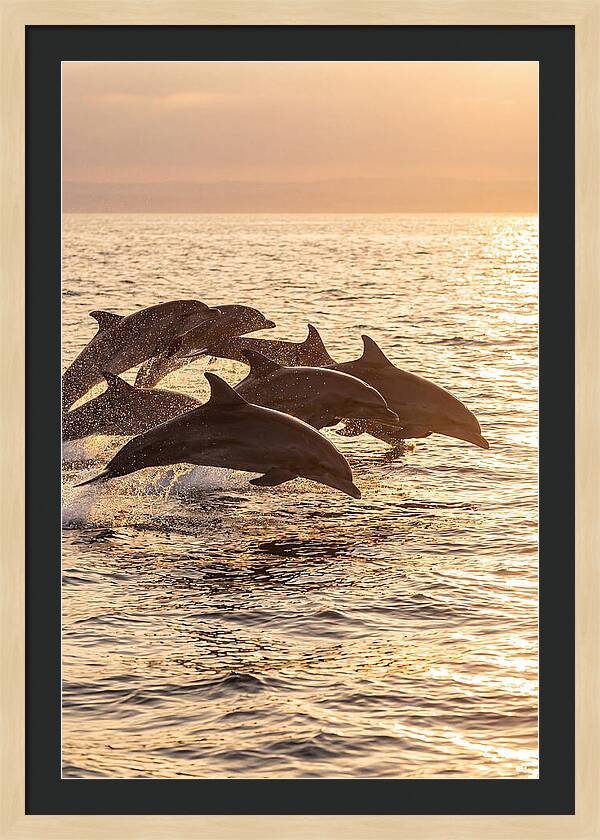 Dolphins Dancing At Sunset