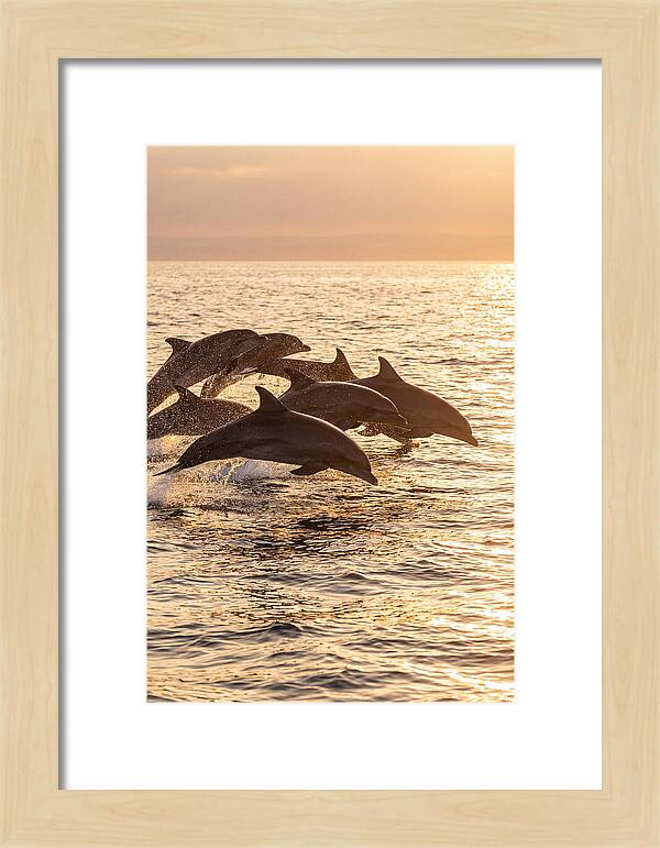 Dolphins Dancing At Sunset