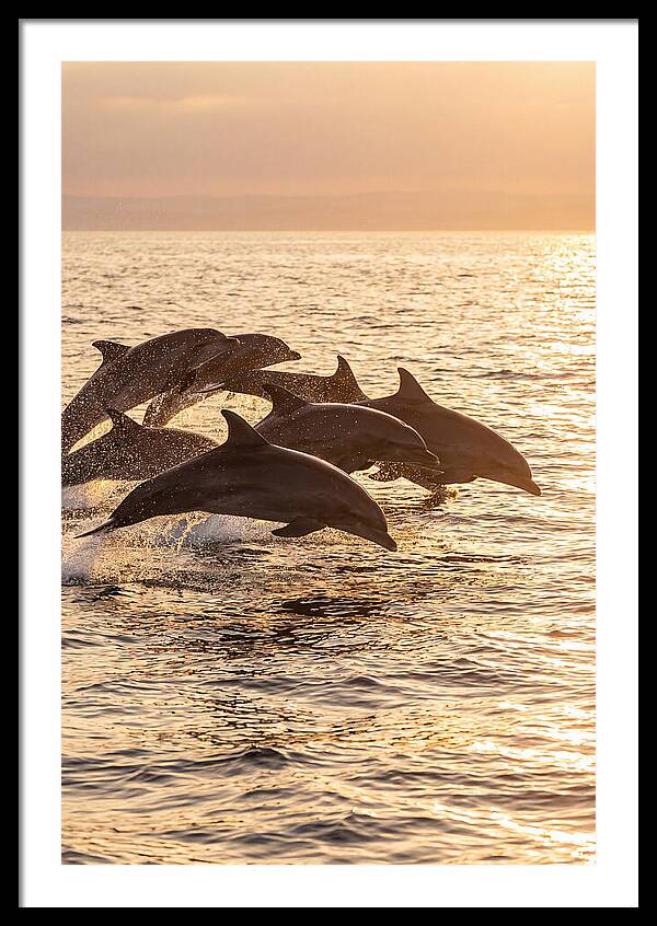 Dolphins Dancing At Sunset