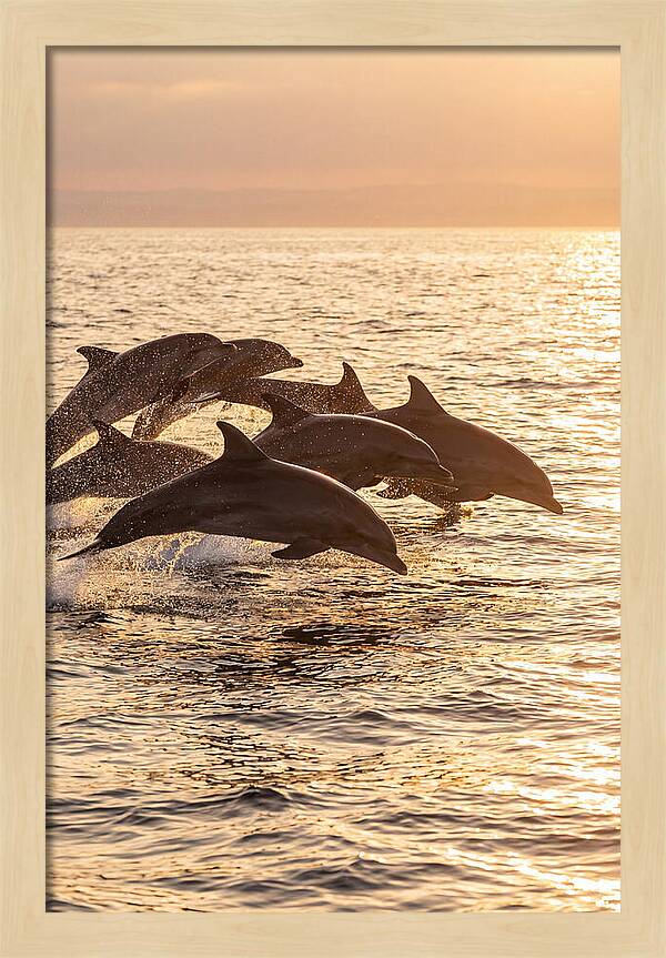 Dolphins Dancing At Sunset