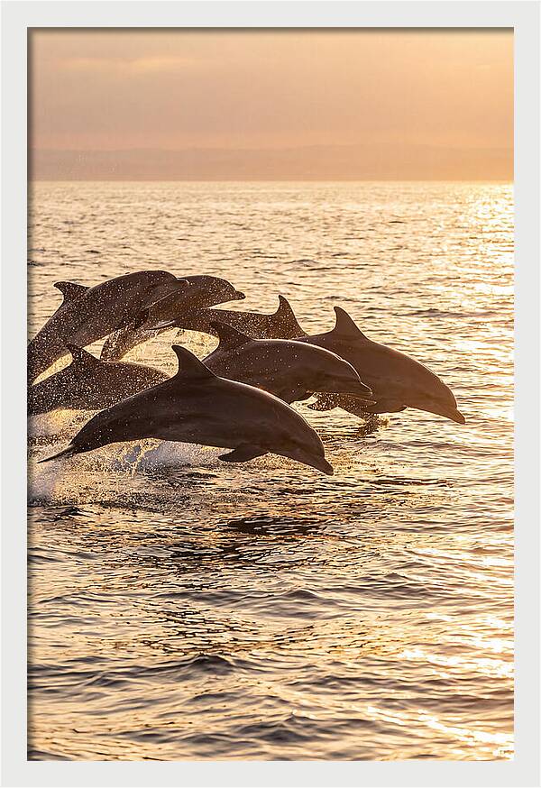 Dolphins Dancing At Sunset
