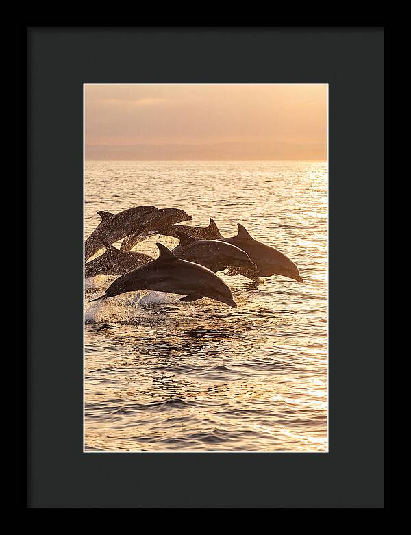 Dolphins Dancing At Sunset