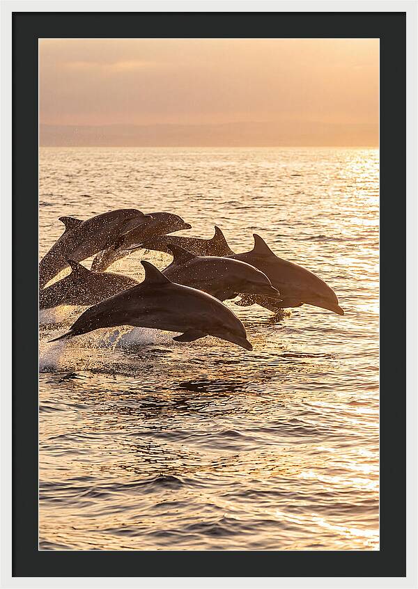 Dolphins Dancing At Sunset
