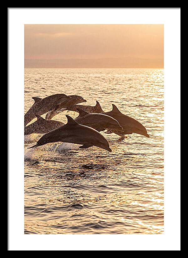 Dolphins Dancing At Sunset