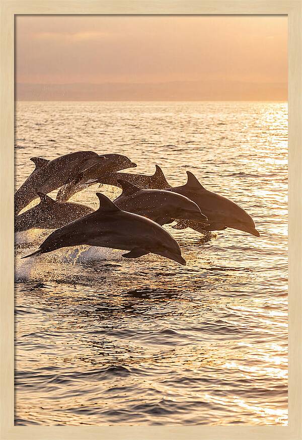 Dolphins Dancing At Sunset