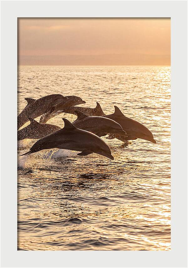 Dolphins Dancing At Sunset