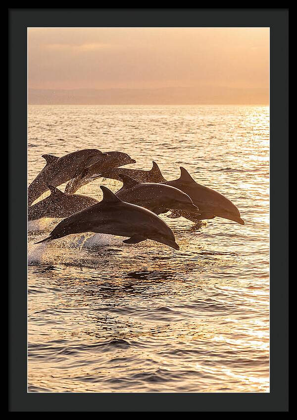 Dolphins Dancing At Sunset