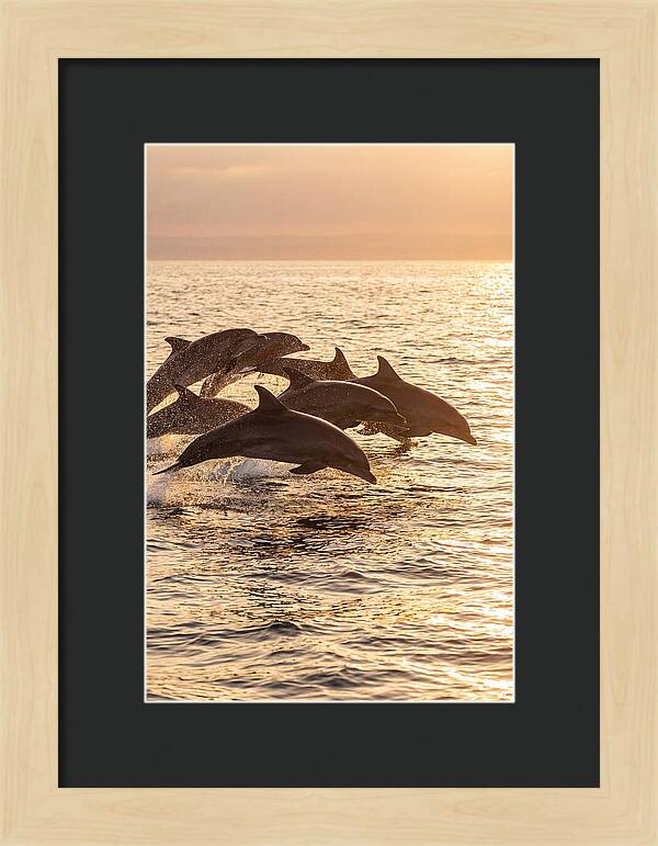 Dolphins Dancing At Sunset