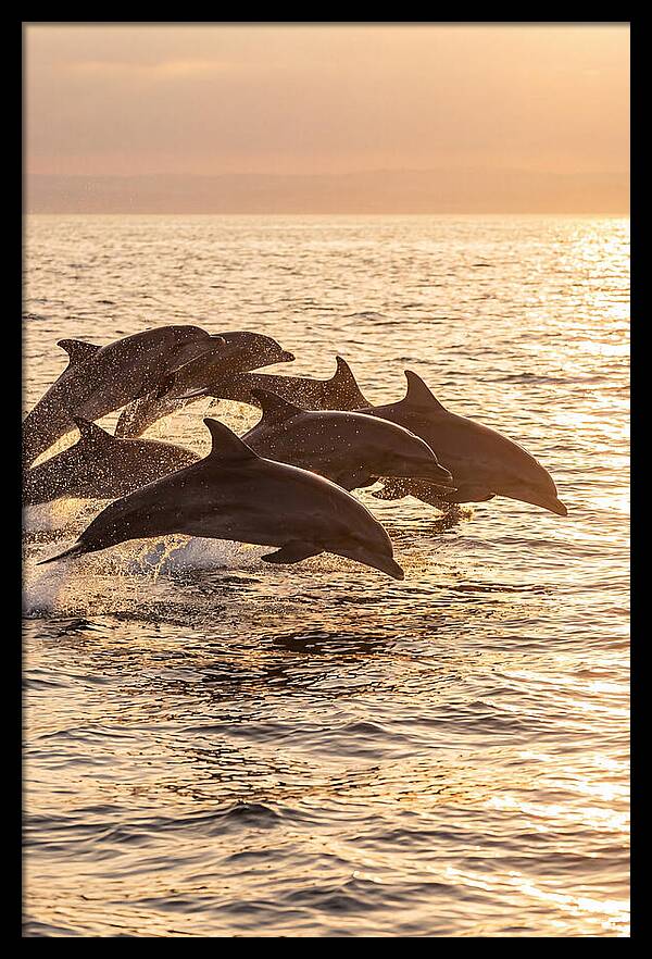 Dolphins Dancing At Sunset