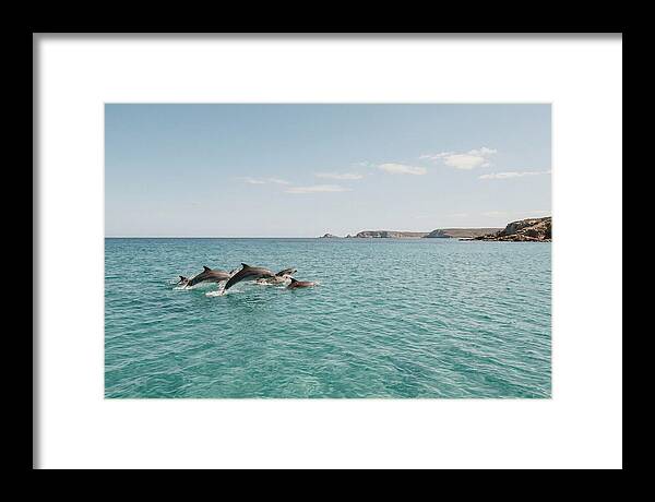 Dolphins Dancing In Crystal Waters