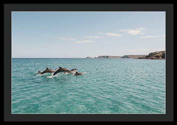 Dolphins Dancing In Crystal Waters