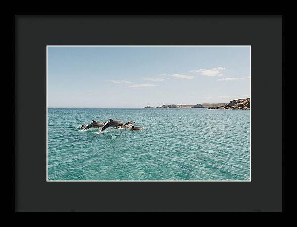 Dolphins Dancing In Crystal Waters