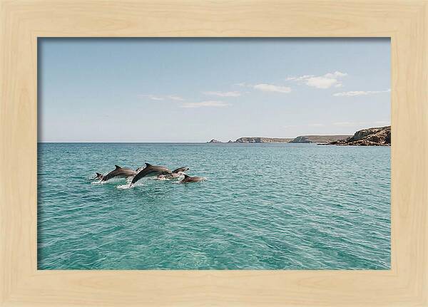 Dolphins Dancing In Crystal Waters
