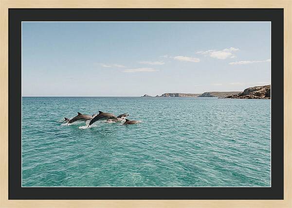 Dolphins Dancing In Crystal Waters