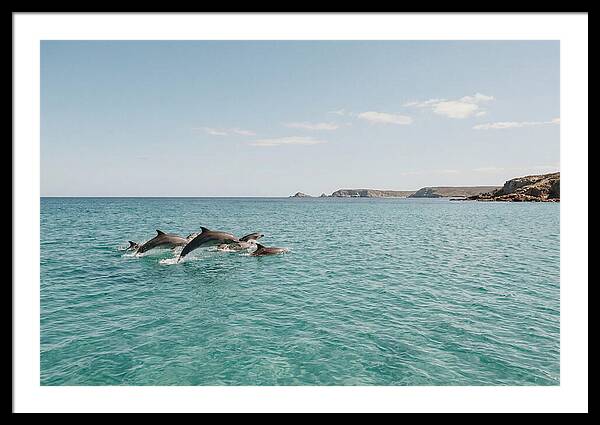Dolphins Dancing In Crystal Waters