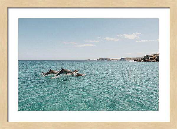 Dolphins Dancing In Crystal Waters