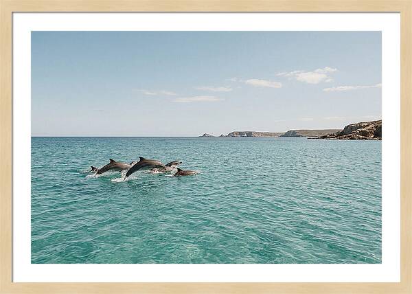 Dolphins Dancing In Crystal Waters