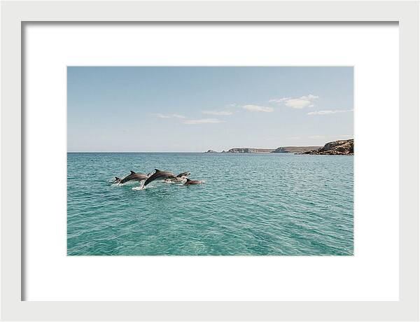 Dolphins Dancing In Crystal Waters