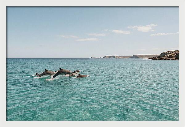 Dolphins Dancing In Crystal Waters